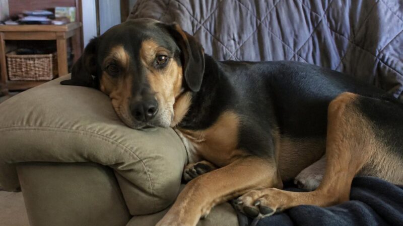 Dog Adoption Checklist: Complete Guide
