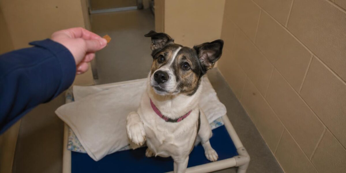 Dog Adoption in Albuquerque, NM: Your Complete Guide