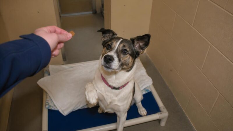 Dog Adoption in Albuquerque, NM: Your Complete Guide