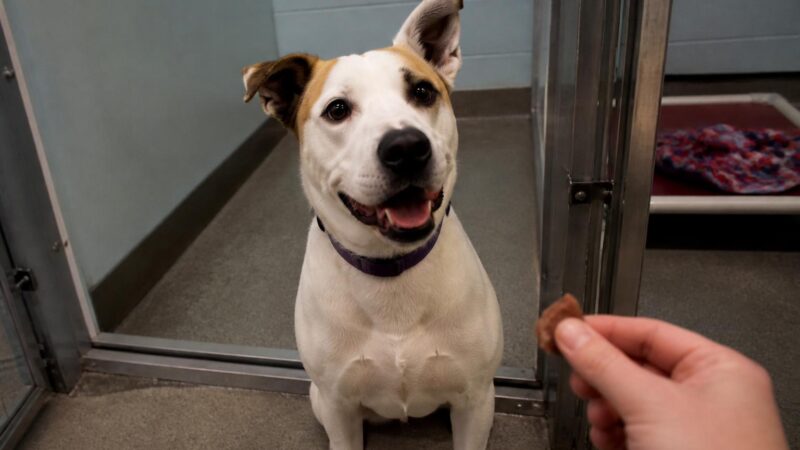 Dog Adoption in Anchorage, AK: Your Complete Guide