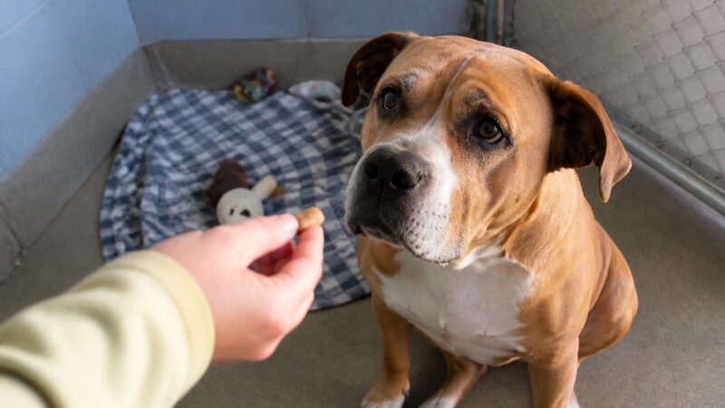 Dog Adoption in Asheville, NC: Your Complete Guide