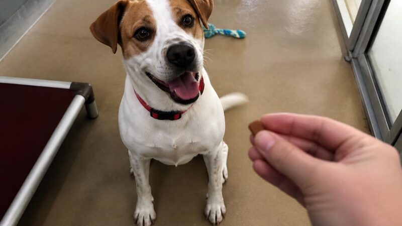 Dog Adoption in Atlanta, GA: Your Complete Guide