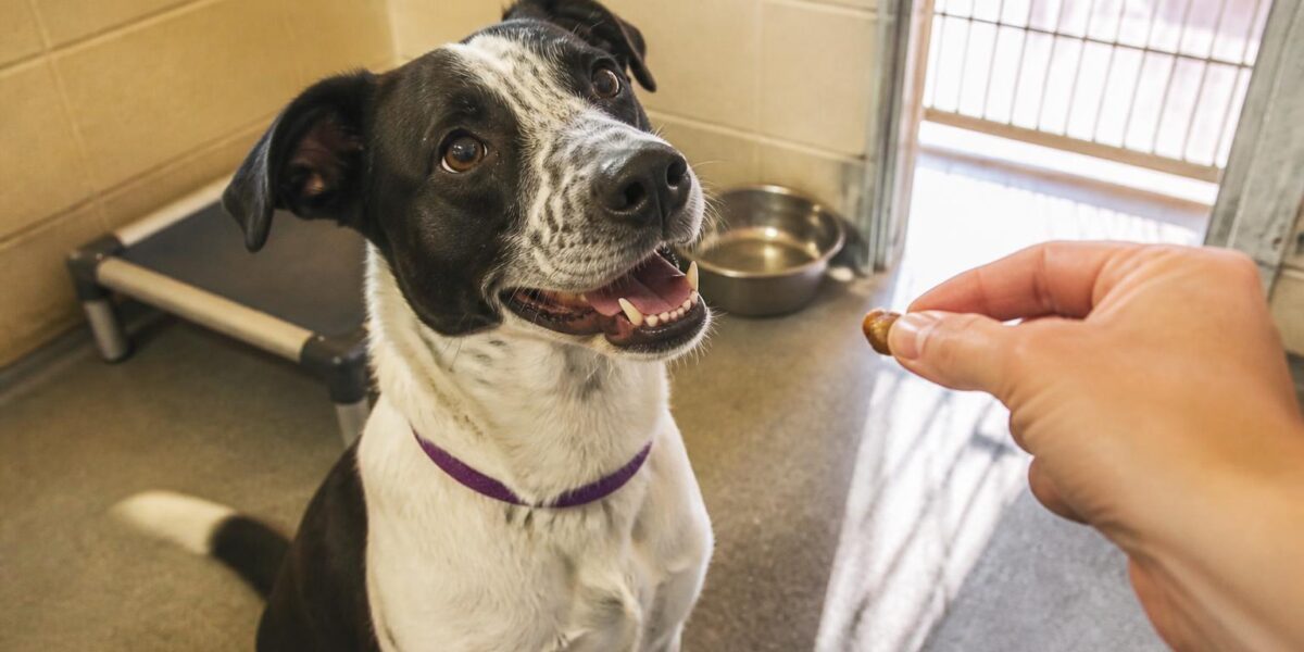 Dog Adoption in Bakersfield, CA: Your Complete Guide