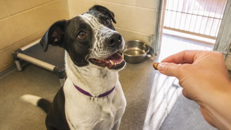Dog Adoption in Bakersfield, CA: Your Complete Guide