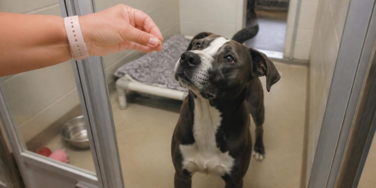 Dog Adoption in Baltimore, MD: Your Complete Guide
