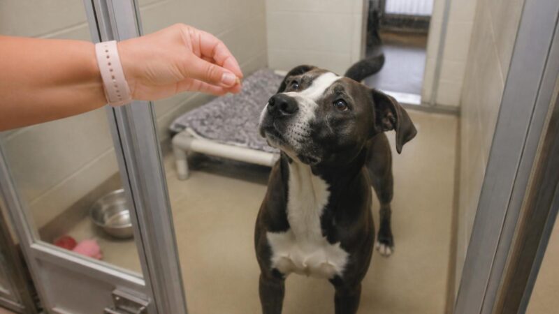 Dog Adoption in Baltimore, MD: Your Complete Guide
