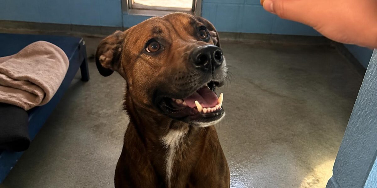 Dog Adoption in Baton Rouge, LA: Your Complete Guide