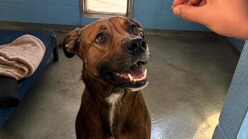 Dog Adoption in Baton Rouge, LA: Your Complete Guide
