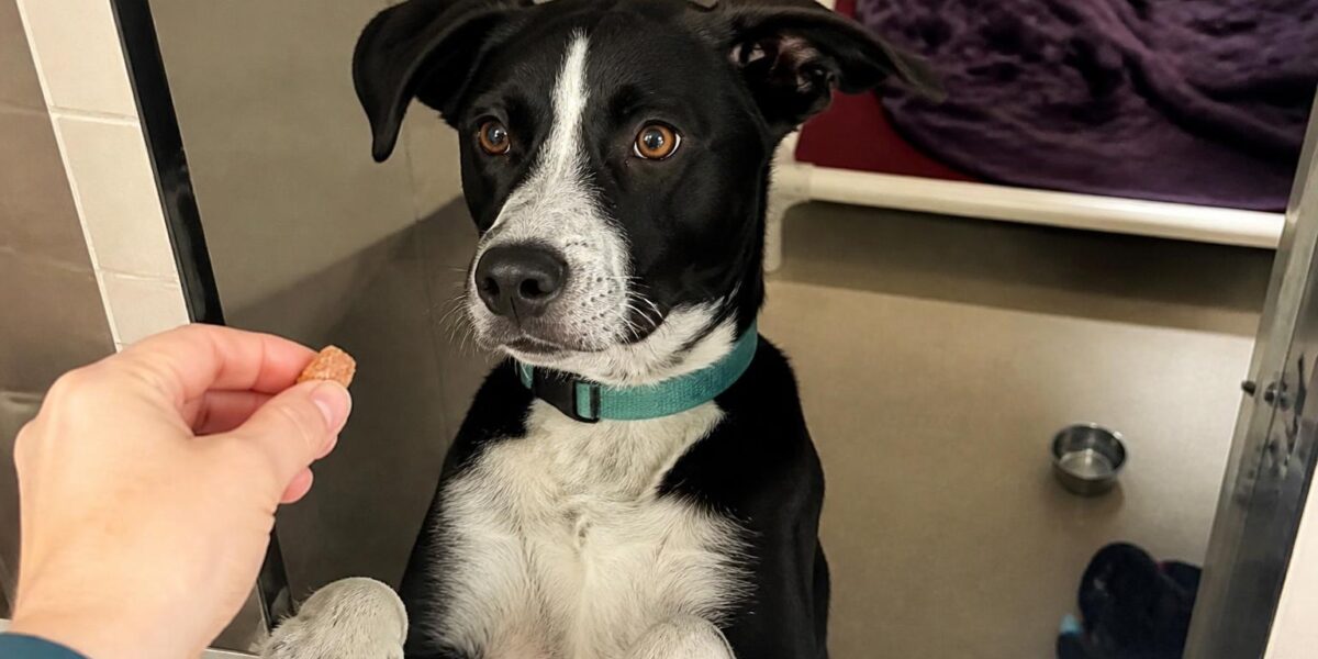 Dog Adoption in Bend, OR: Your Complete Guide