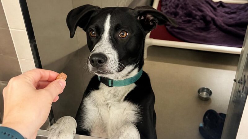 Dog Adoption in Bend, OR: Your Complete Guide