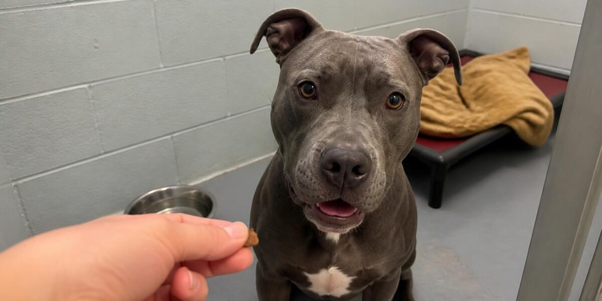 Dog Adoption in Birmingham, AL: Your Complete Guide