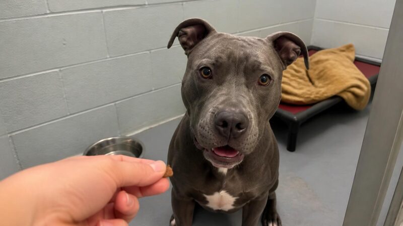 Dog Adoption in Birmingham, AL: Your Complete Guide