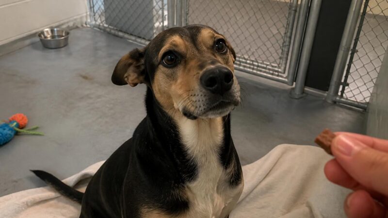 Dog Adoption in Bismarck, ND: Your Complete Guide