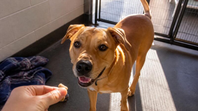 Dog Adoption in Boise, ID: Your Complete Guide