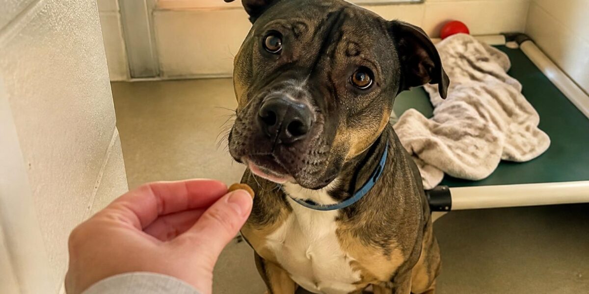 Dog Adoption in Boston, MA: Your Complete Guide