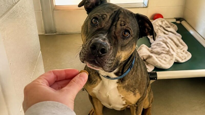 Dog Adoption in Boston, MA: Your Complete Guide