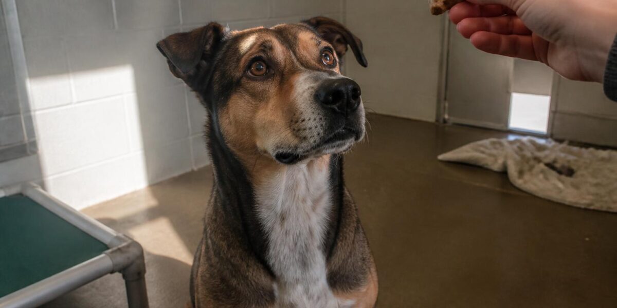 Dog Adoption in Bozeman, MT: Your Complete Guide