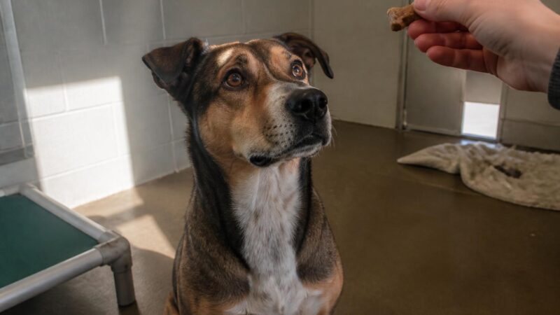 Dog Adoption in Bozeman, MT: Your Complete Guide