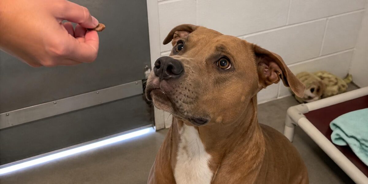 Dog Adoption in Buffalo, NY: Your Complete Guide
