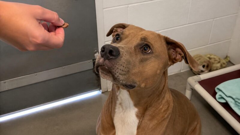 Dog Adoption in Buffalo, NY: Your Complete Guide
