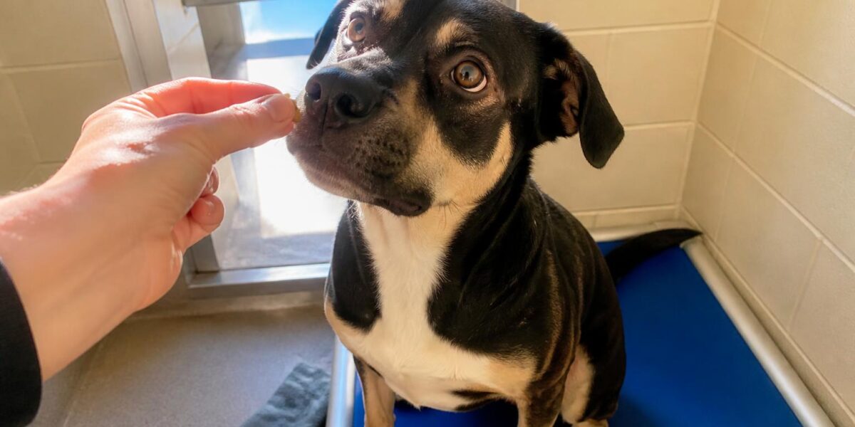 Dog Adoption in Burlington, VT: Your Complete Guide