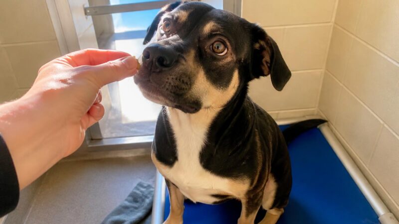 Dog Adoption in Burlington, VT: Your Complete Guide