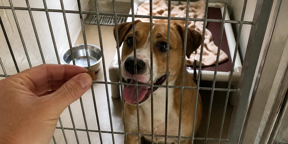 Dog Adoption in Charleston, SC: Your Complete Guide