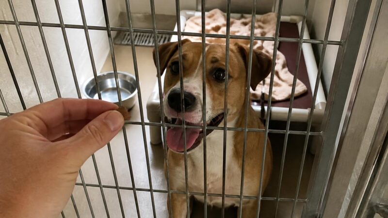 Dog Adoption in Charleston, SC: Your Complete Guide