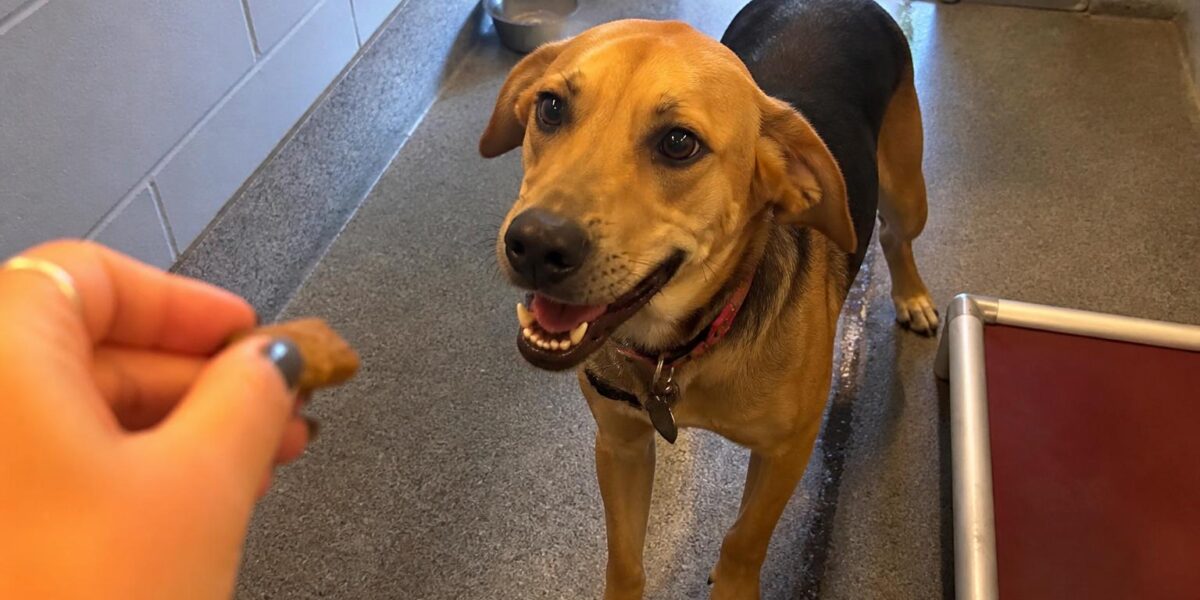 Dog Adoption in Charleston, WV: Your Complete Guide