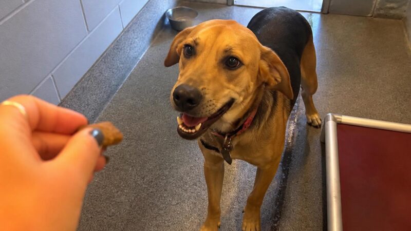 Dog Adoption in Charleston, WV: Your Complete Guide