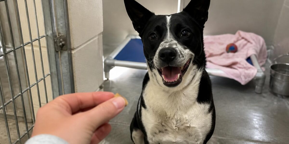 Dog Adoption in Charlotte, NC: Your Complete Guide