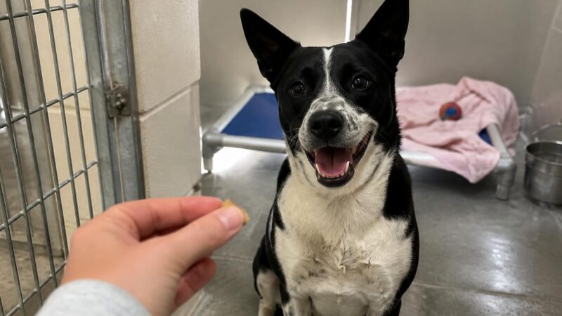 Dog Adoption in Charlotte, NC: Your Complete Guide