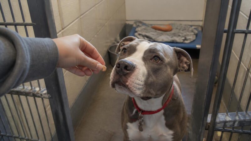 Dog Adoption in Chicago, IL: Your Complete Guide