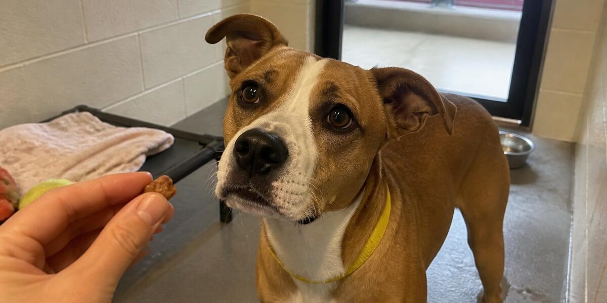 Dog Adoption in Cincinnati, OH: Your Complete Guide