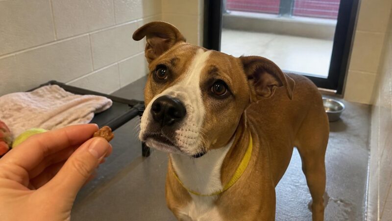 Dog Adoption in Cincinnati, OH: Your Complete Guide