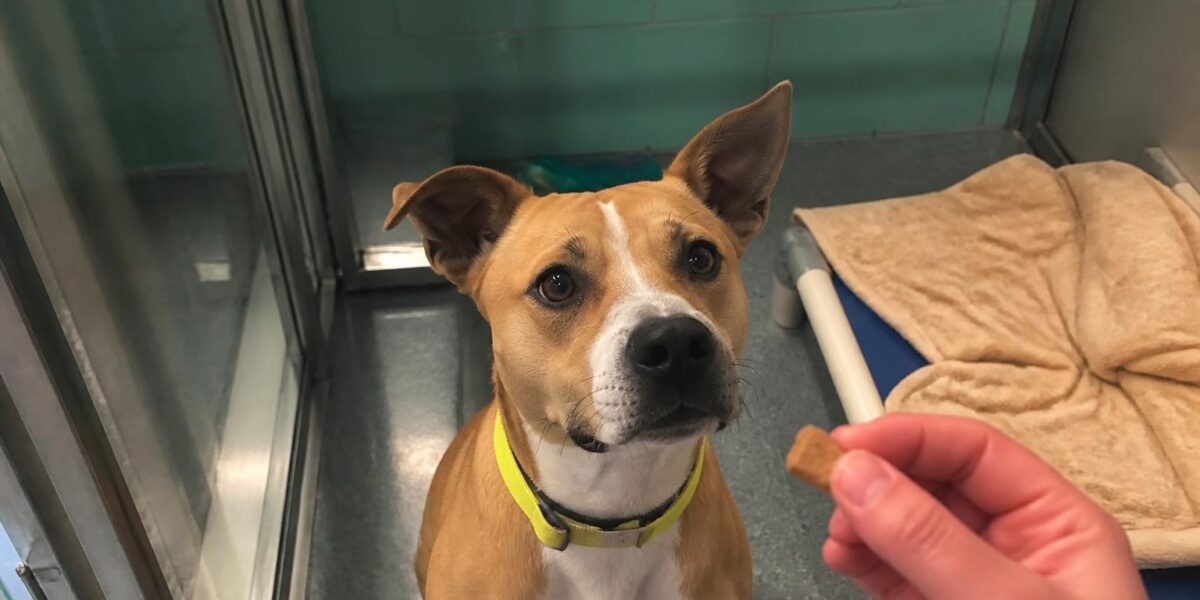 Dog Adoption in Cleveland, OH: Your Complete Guide