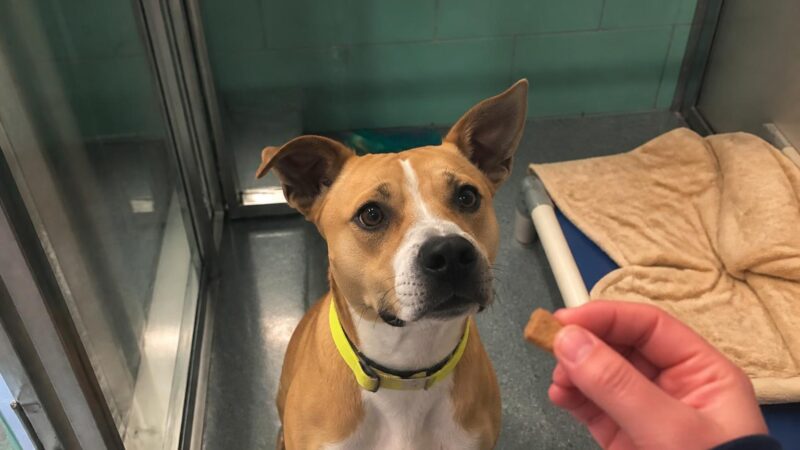 Dog Adoption in Cleveland, OH: Your Complete Guide