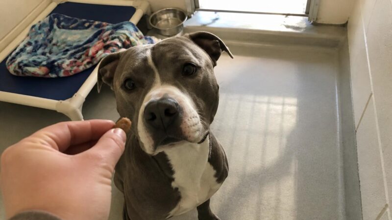 Dog Adoption in Columbus, OH: Your Complete Guide