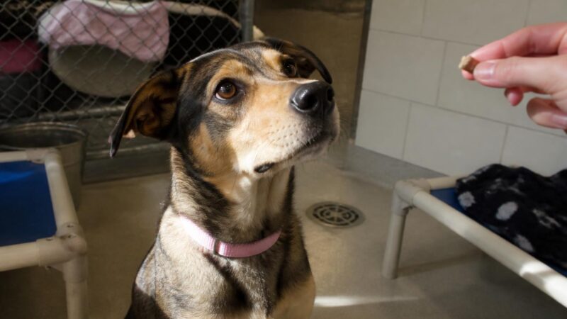 Dog Adoption in Corpus Christi, TX: Your Complete Guide
