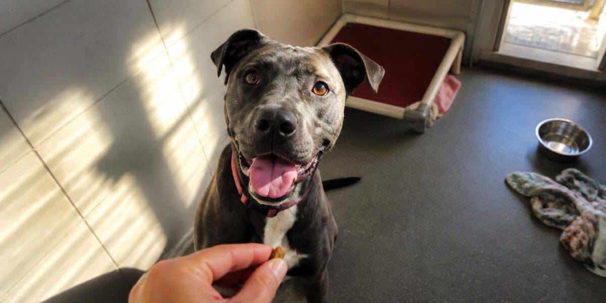 Dog Adoption in Dallas, TX: Your Complete Guide