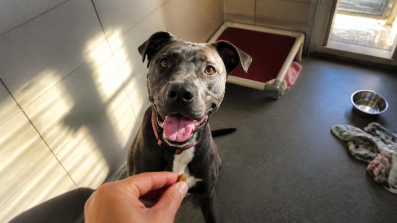 Dog Adoption in Dallas, TX: Your Complete Guide