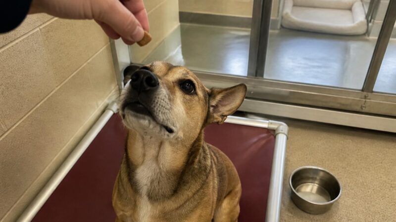 Dog Adoption in Dayton, OH: Your Complete Guide