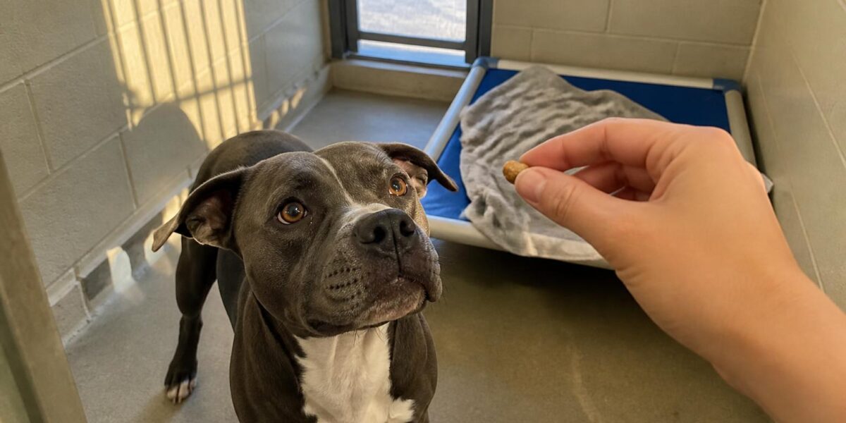 Dog Adoption in Denver, CO: Your Complete Guide