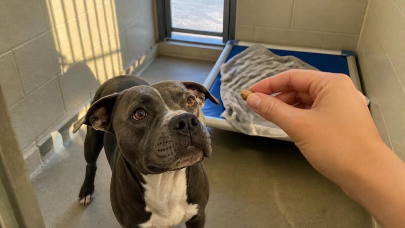 Dog Adoption in Denver, CO: Your Complete Guide