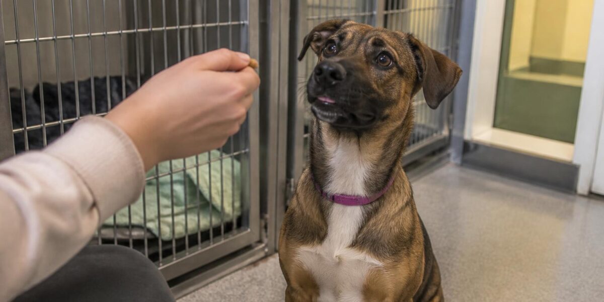 Dog Adoption in Des Moines, IA: Your Complete Guide