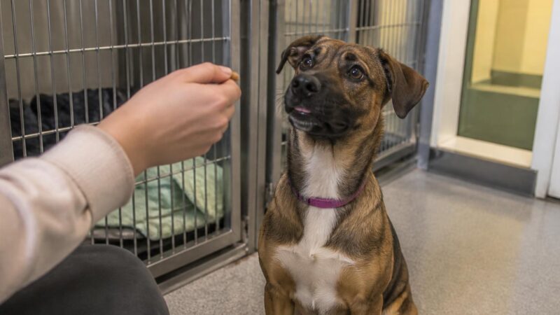 Dog Adoption in Des Moines, IA: Your Complete Guide