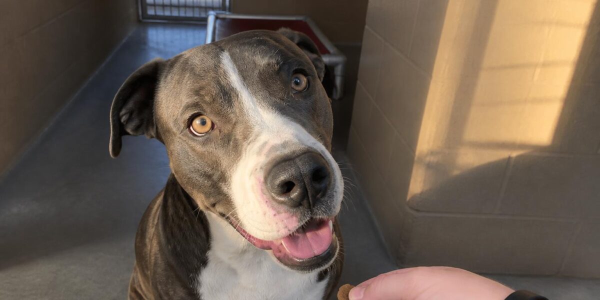 Dog Adoption in El Paso, TX: Your Complete Guide