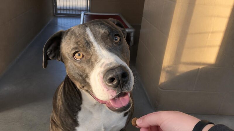 Dog Adoption in El Paso, TX: Your Complete Guide