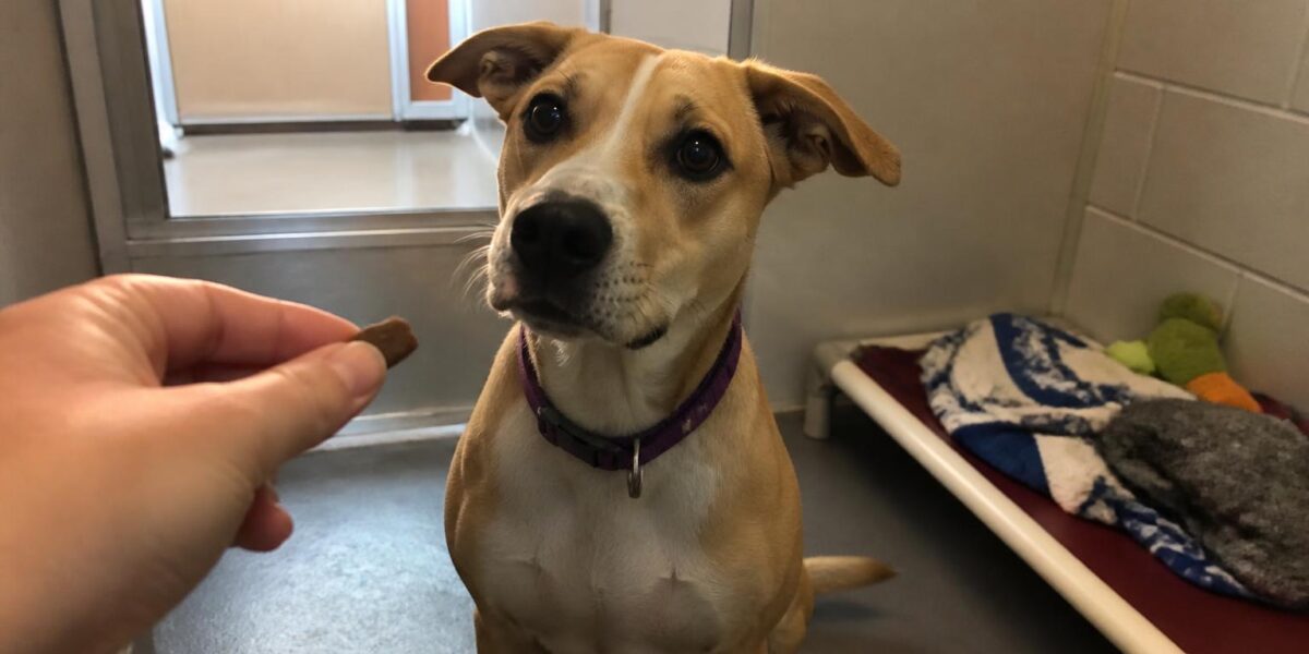 Dog Adoption in Fort Worth, TX: Your Complete Guide