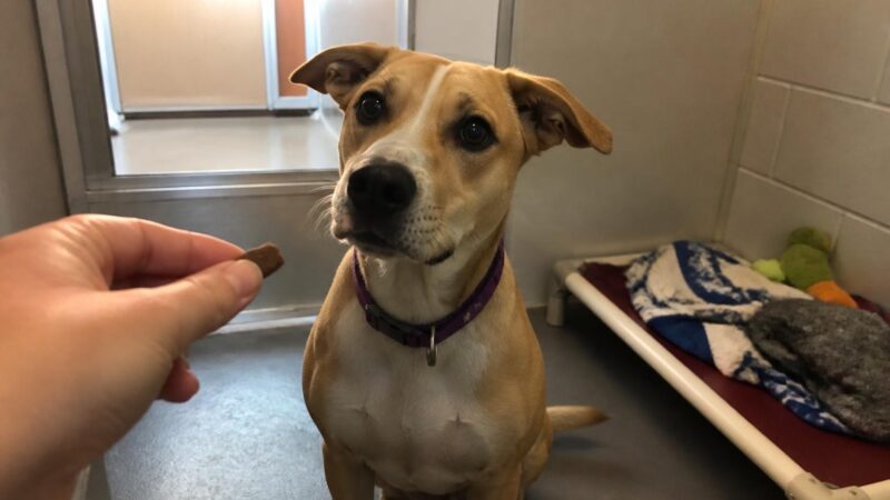 Dog Adoption in Fort Worth, TX: Your Complete Guide